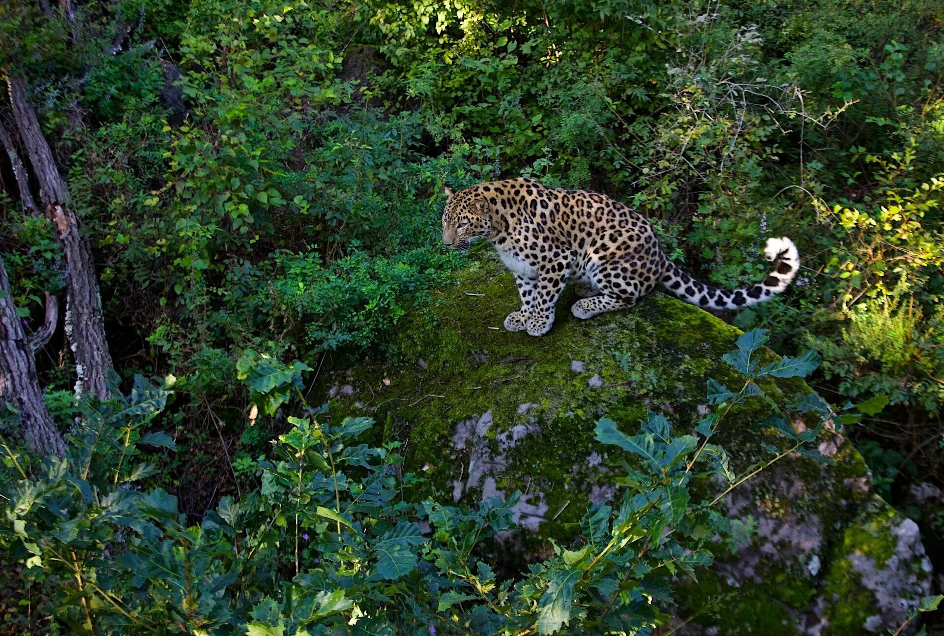 Дикая среда обитания животных. Переднеазиатский леопард. Дальневосточный леопард черный. Амурский Барс, восточносибирский леопард в лесу. Дальневосточный леопард сидит.