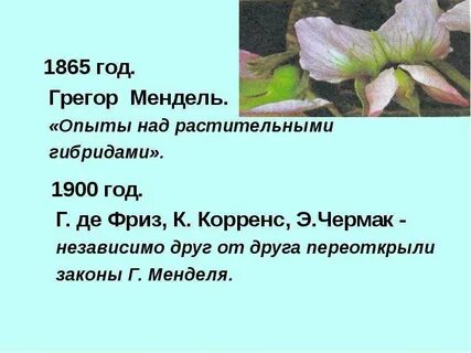 С каким растением проводил опыты г мендель
