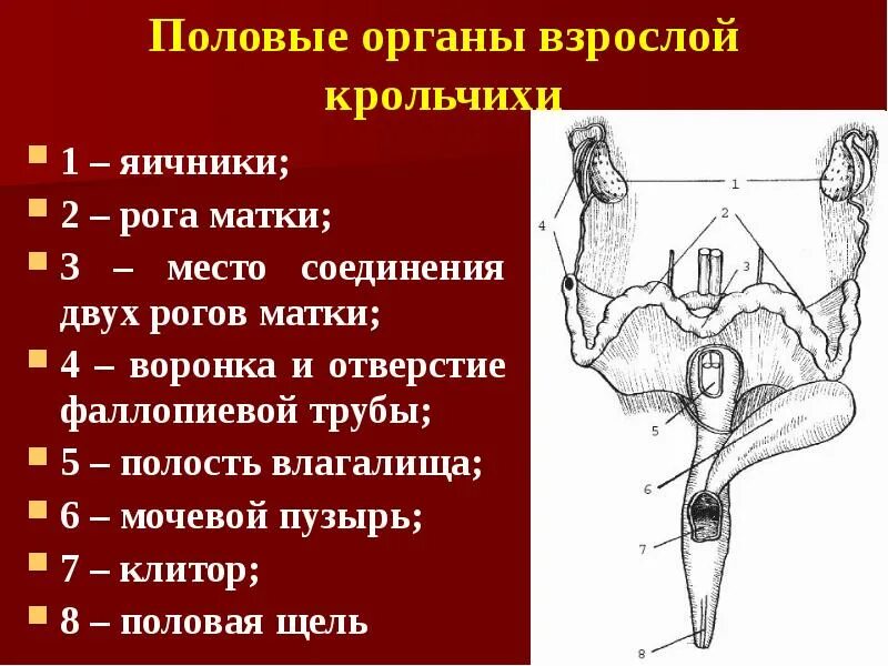 Половых органов внешнее строение. Анатомия женского полового органа. Строение женского органа внешнее. Шейка матки рожавшей и нерожавшей. Строение наружных женских.