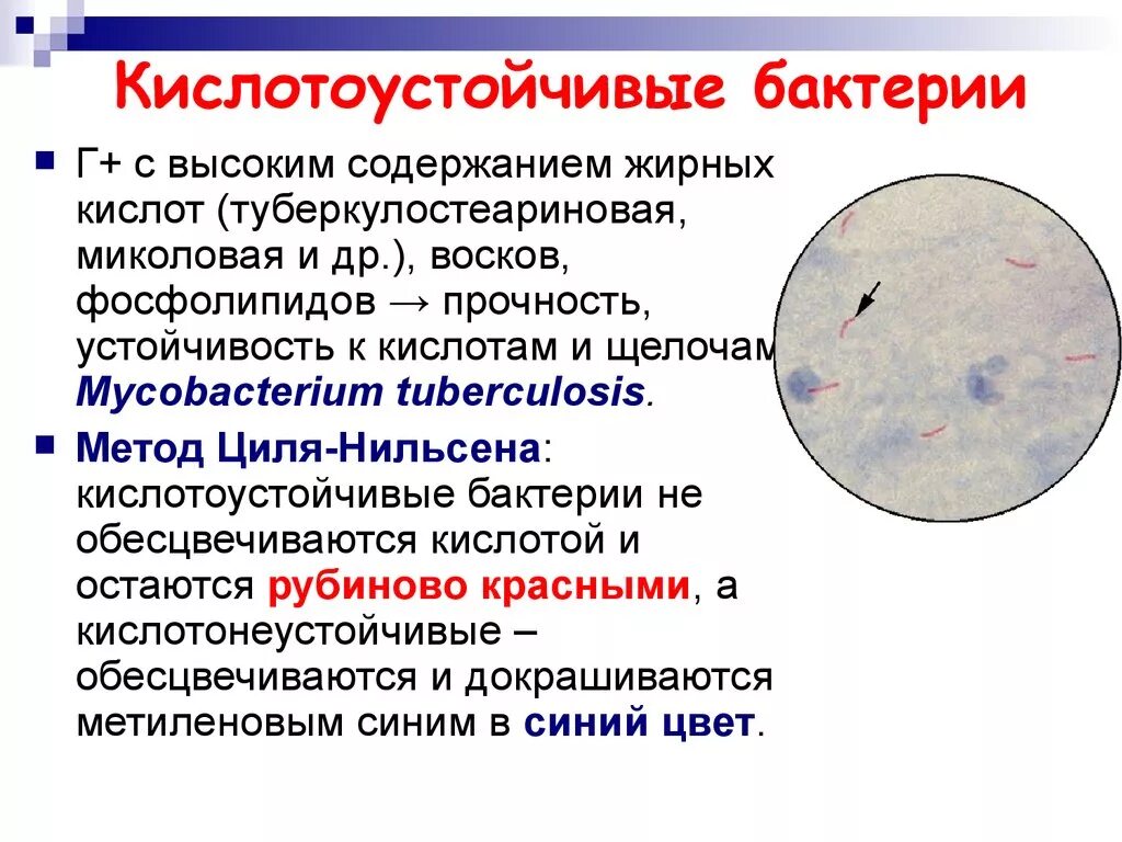 Микроорганизмы выявлен. Окраска кислотоустойчивых бактерий по цилю нильсену. кислотоустойчивые бактерии и методы выявления. кислотоустойчивые микобактерии по цилю нильсену. споры бацилл по цилю нильсену.