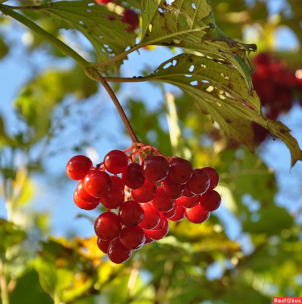 Калина красная, делюкс. Калину красную давай. Калина азерлов. Когда собирать калину. Калина красная.