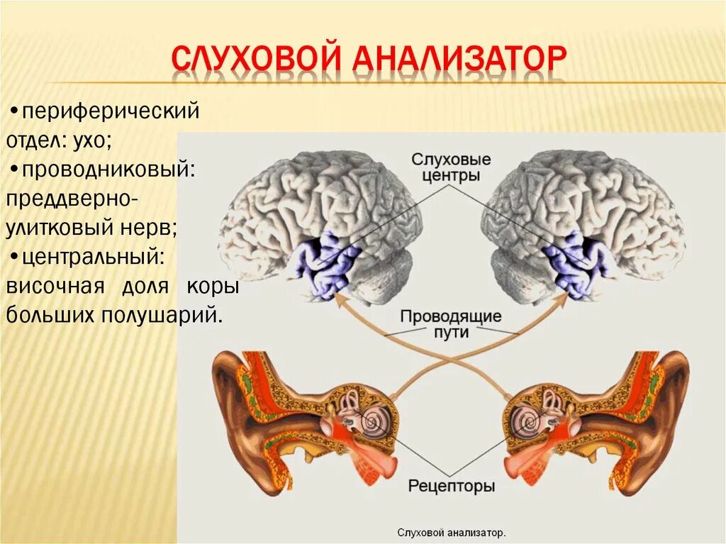 Структура периферического отдела слухового анализатора. Структура слухового анализатора анатомия. Периферическое звено анализатора слуха. Строение слухового анализатора анализатора.