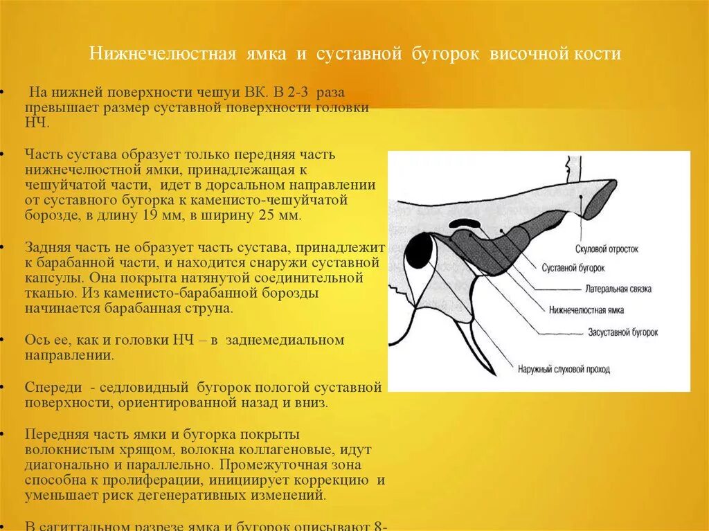 Соединение нижнечелюстной и височной кости. Суставной отросток ВНЧС. ВНЧС сустав бугорок суставной. Височно верхнечелюстной сустав анатомия.