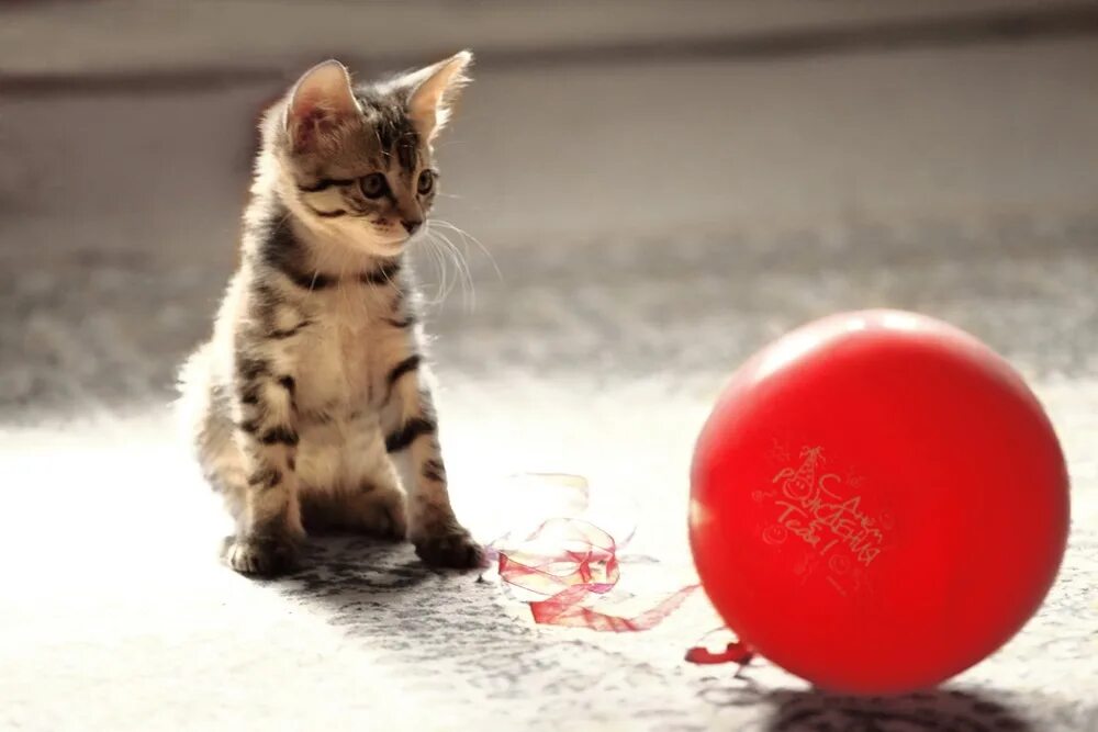 Кошка с воздушными шариками. Кот на воздушных шариках. Котёнок с шариком. Шарик кошка. Котенок с воздушными шарами.
