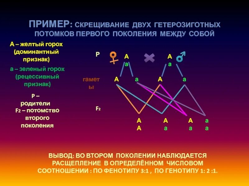 При скрещивании гетерозиготных особей в их потомстве. Скрещивание двух гетерозигот. Отрицательное ассортативное скрещивание. Примеры скрещивания. Потомство первого поколения.