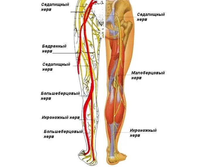 Сколько живет нерв. Ветви седалищного нерва анатомия. Седалищный нерв анатомия схема. Анатомия неврвонижних конечностей. Мышцы ноги человека и седалищный нерв.