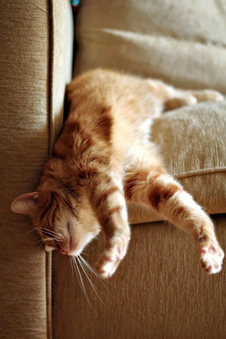 Расслабленная кошка. Кот потягивается. Спящие коты. Рыжий кот потягивается. Сонный кот.
