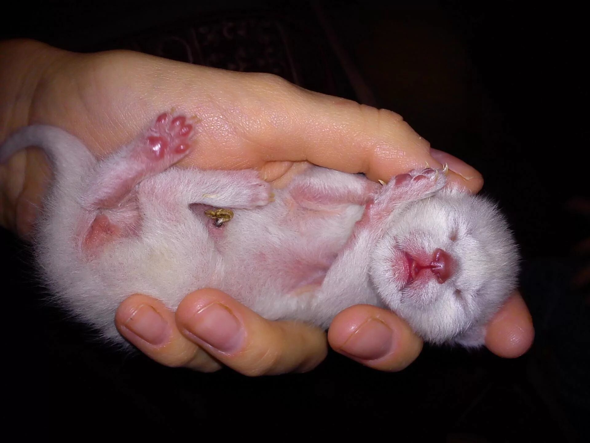 Пупочная грыжа у новорождённых котят. Пол новорожденного котенка. Определить пол у новорожденных котят. Пупок у новорожденных котят.