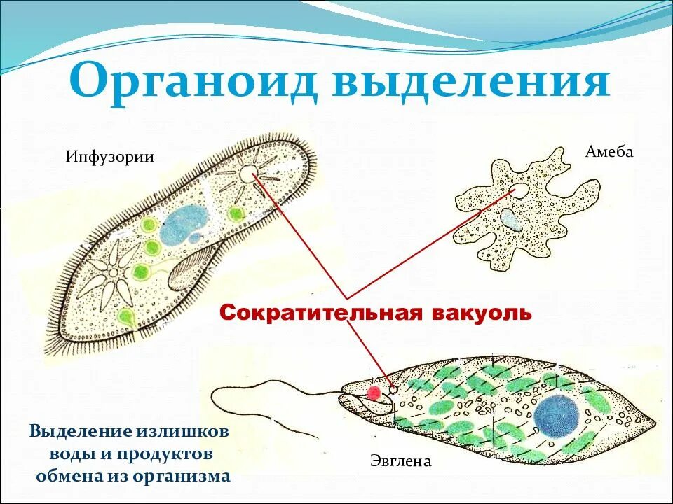 Амеба является одноклеточным