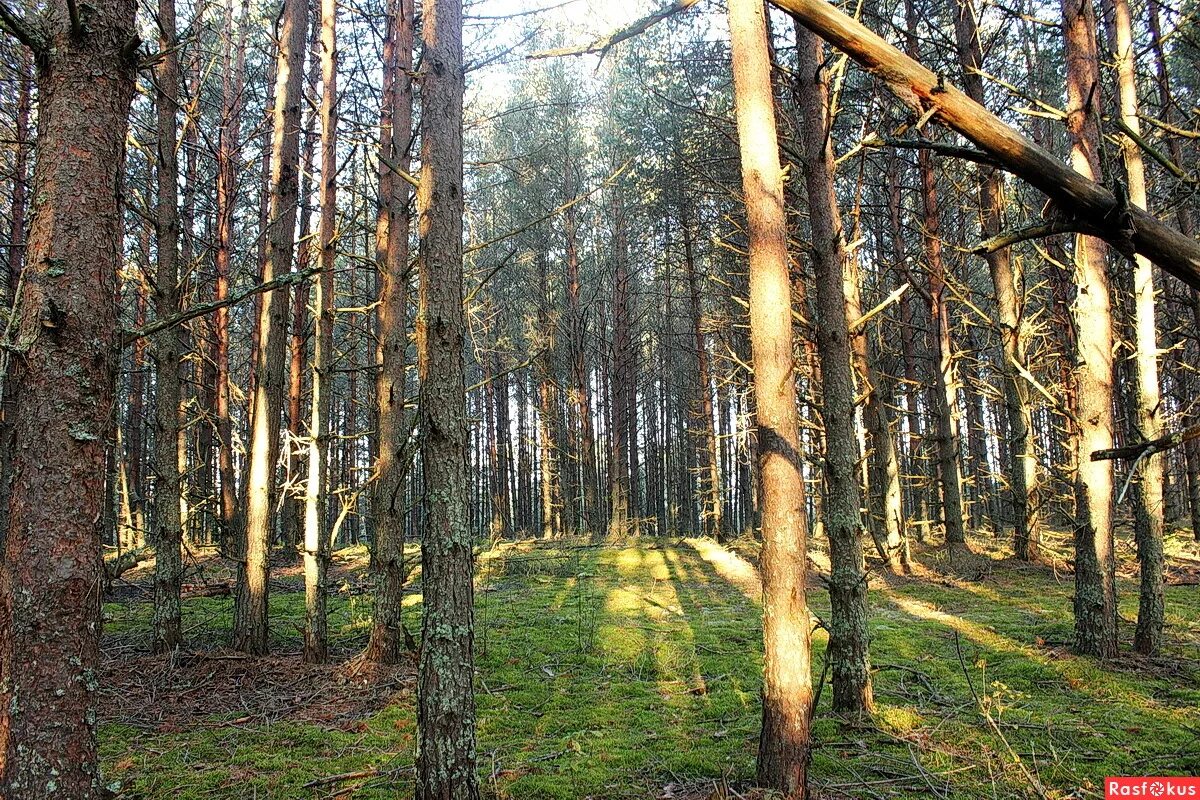 шишки ивна иванович утро в сосновом лесу. утро в сосновом лесу и. тинькофф утро в сосновом лесу. утро в сосновом бору шишкин. утро в сосновом бору шишкин.
