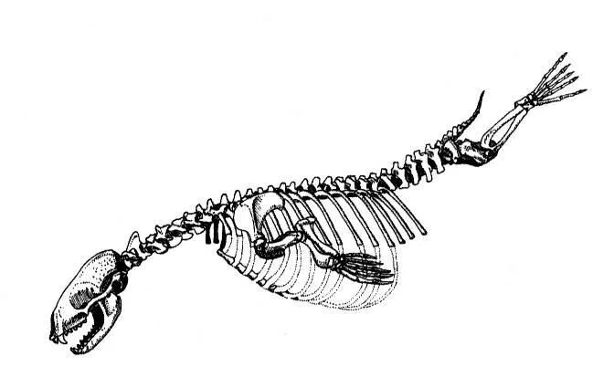 Кости рыбы собаке. Скелет нерпы. Скелет морского котика. Скелет тюленя. Скелет ластоногих.
