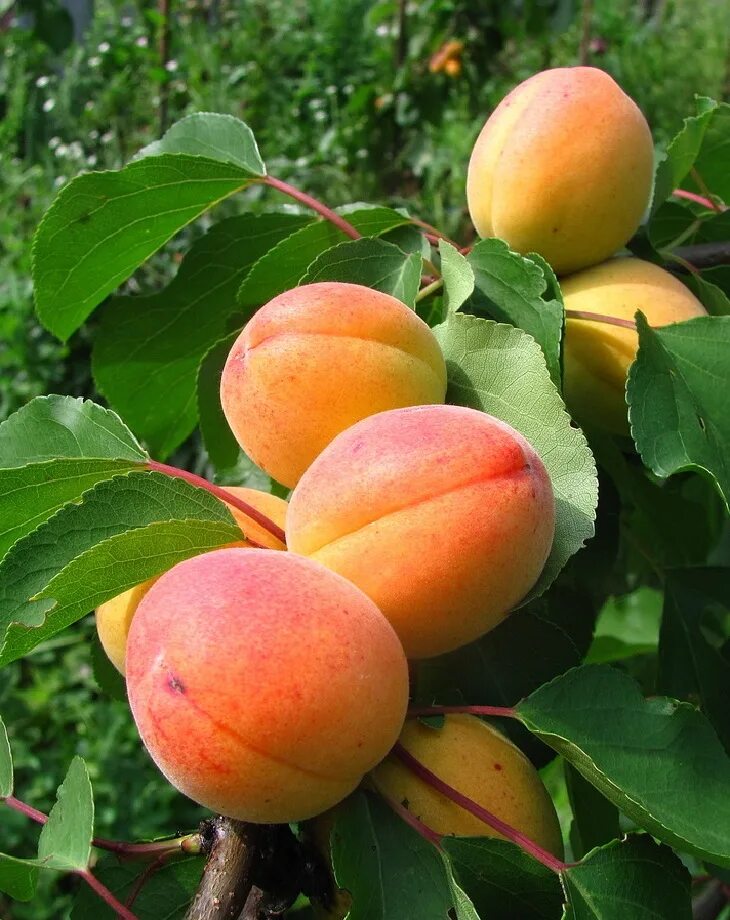 Лысый абрикос. Лысый абрикос как называется. Абрикос уралец. Абрикос шалах узбекистан. Абрикос лысый сорт.