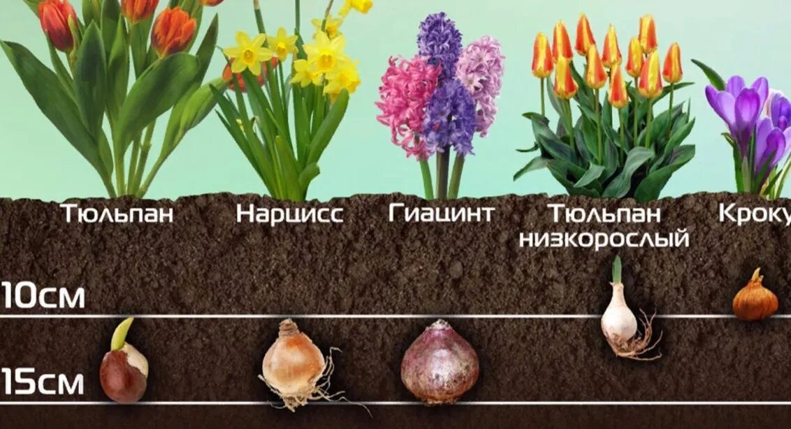 Как подготовить луковицы тюльпанов к посадке