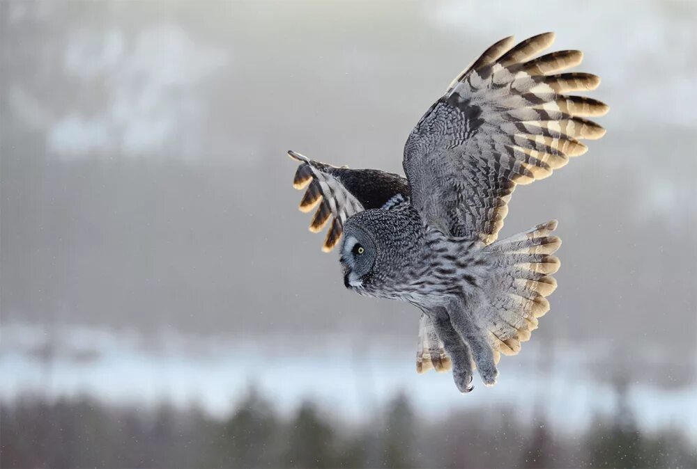 Какая сова охотится днем. Ушастая сова на охоте. Спят ли совы днем. Какая сова охотится днем. Какая сова охотится днем.