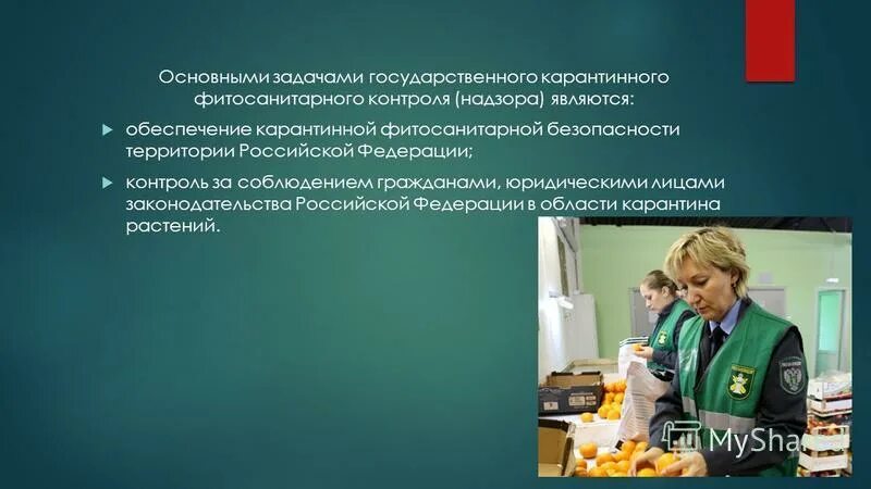 порядок контроля при проведении фитосанитарного контроля. форма фитосанитарного надзора. государственный карантинный фитосанитарный контроль надзор. государственный карантинный фитосанитарный контроль надзор. карантинный фитосанитарный контроль.