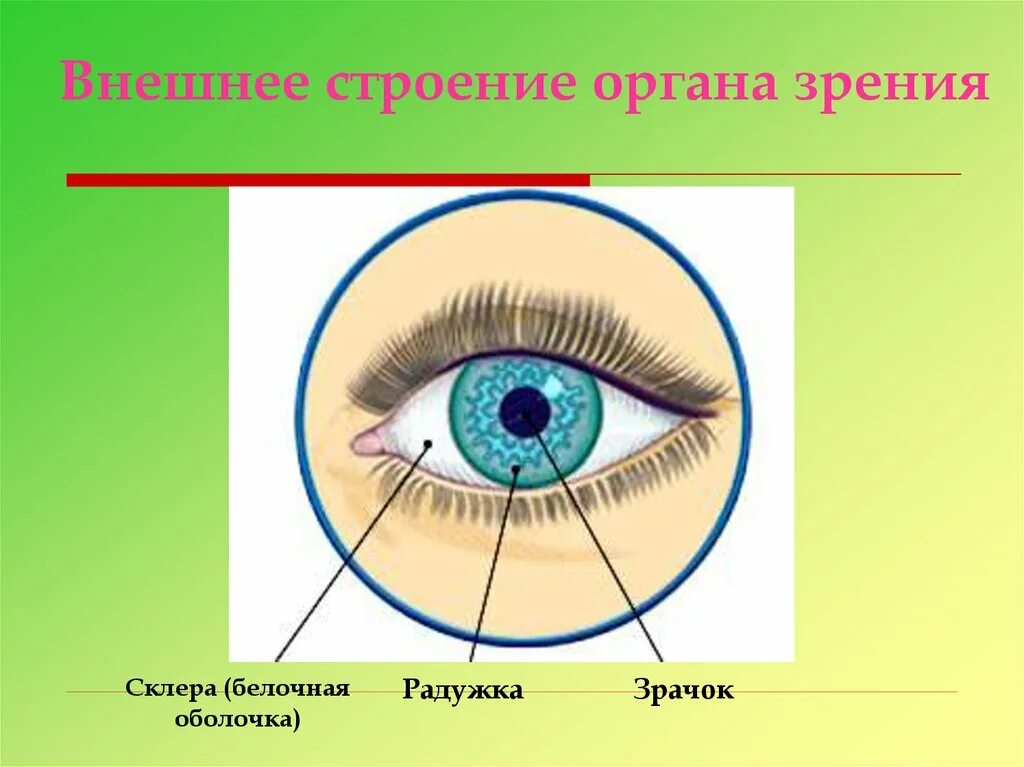 Зрительные органы чувств. Строение глаза для детей. Наружное строение глаза. Орган зрения. Глаза орган зрения.