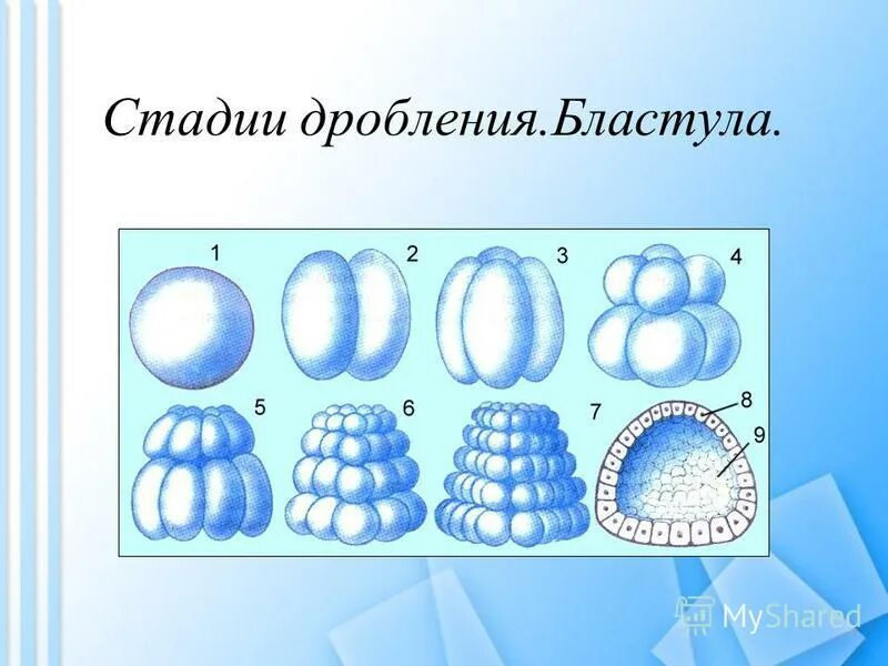 зигота делится на бластомеры. рисунок стадии дробления. рисунок стадии дробления. дробление зиготы стадия бластулы. эмбриональный период развития дробление.