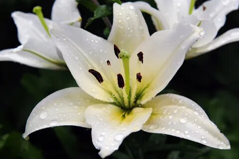 Жалаңаш Люси Лю жалған