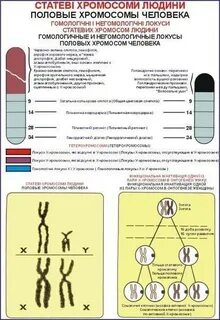 Гомологичные хромосомы в яйцеклетке человека