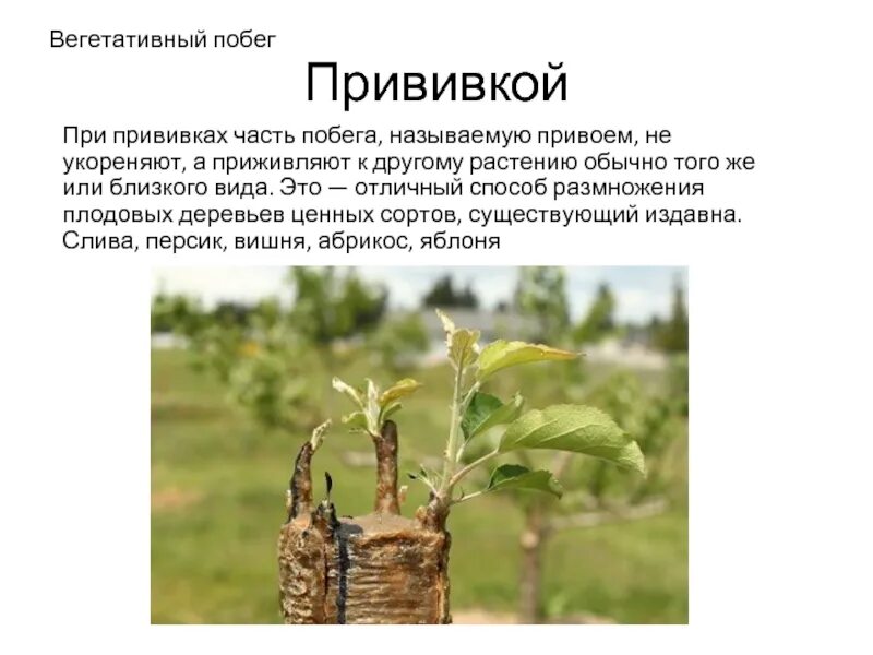 Размножение плодовых деревьев презентация. Привитая часть растения. Что называют побегом. Верхняя часть привитого растения называется.