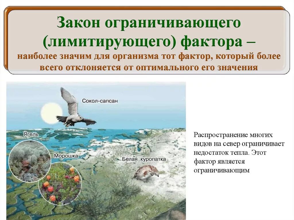 Какие факторы среды могут быть ограничивающими. Экологический закон -ограничивающий фактор. Закон ограничивающего фактора примеры. Закон ограничивающего (лимитирующего) фактора. Ограничивающий фактор примеры.