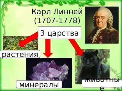 Линней животные