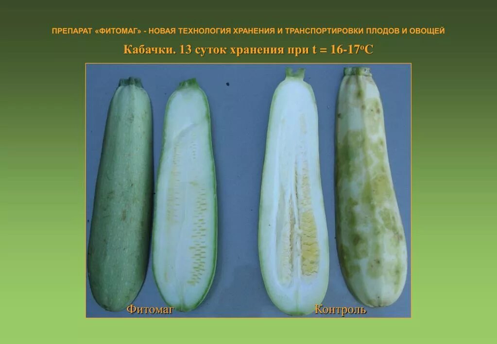 Плод кабачка. Кабачок в разрезе. Овощи продолговатой формы. Кабачки болезни плодов. Семена кабачок огурец