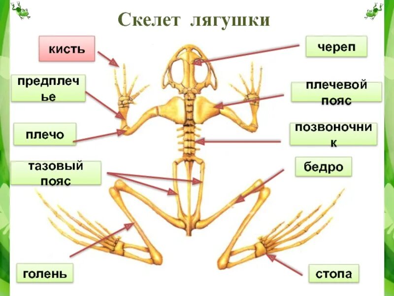Строение лягушки скелет. Строение скелета лягушки биология. опорно двигательная система лягушки скелет. строение скелета лягушки биология 7 класс. скелет земноводных 7 класс биология.