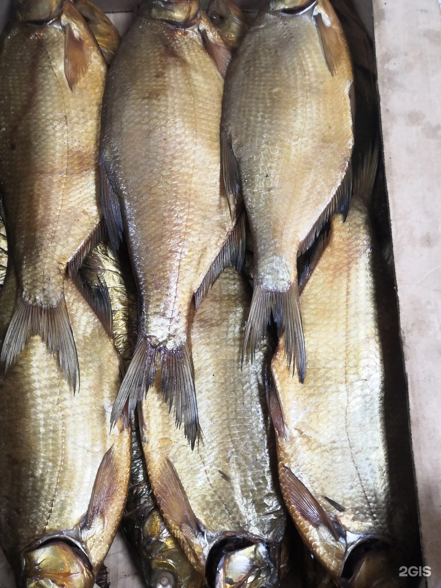 Рыба в дону. Рыба из дона. Кругляк рыба донская. Рыбы дона. Ростовская донская рыба.