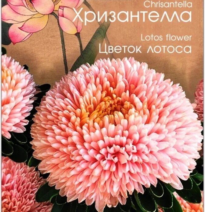 Хризантелла фламинго на закате. Астра китайская хризантелла. астра китайская хризантелла цветок лотоса. астра китайская хризантелла тропикана. астра хризантелла лимончелло.