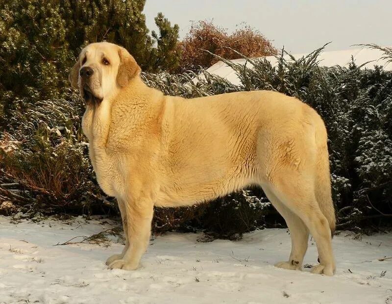 Испанский мастиф. Испанский мастиф собака. Собака испанец. Испанский мастиф щенок. Порода испанский мастиф.