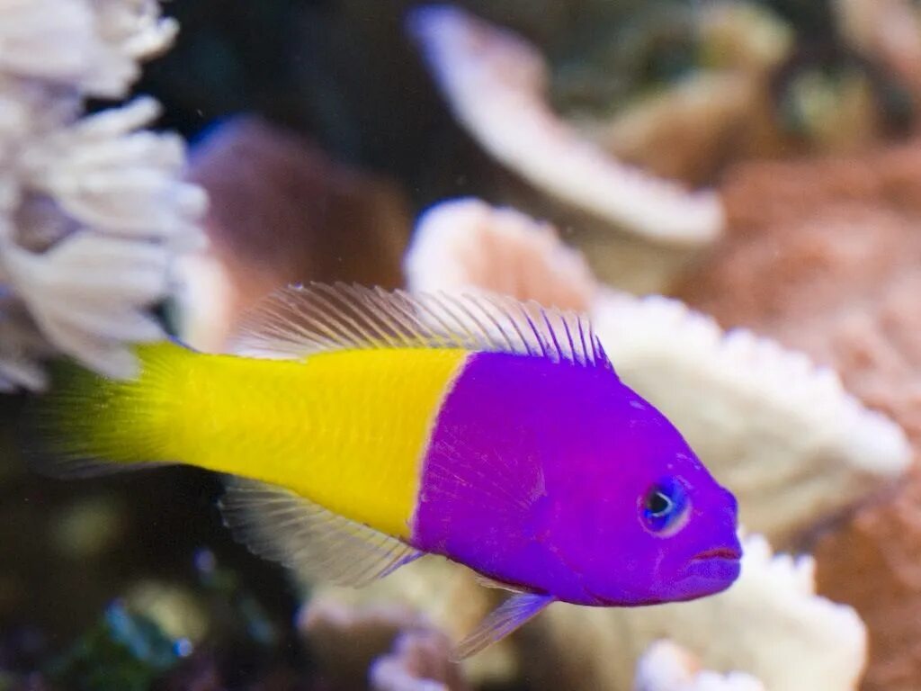 Псевдохромис Королевский. Pseudochromis paccagnellae (Псевдохромис Королевский). Королевский хромис. Хризиптера желтохвостая. Какую окраску имеют рыбы