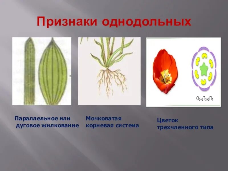Четырех- или пятичленный цветок. Мочковатая корневая система сетчатое жилкование. Представители класса однодольные. Характеристика однодольных и двудольных растений. Какую корневую систему имеет подорожник.