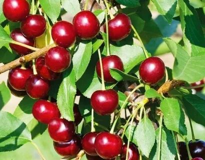 Вишня для подмосковья устойчивая
