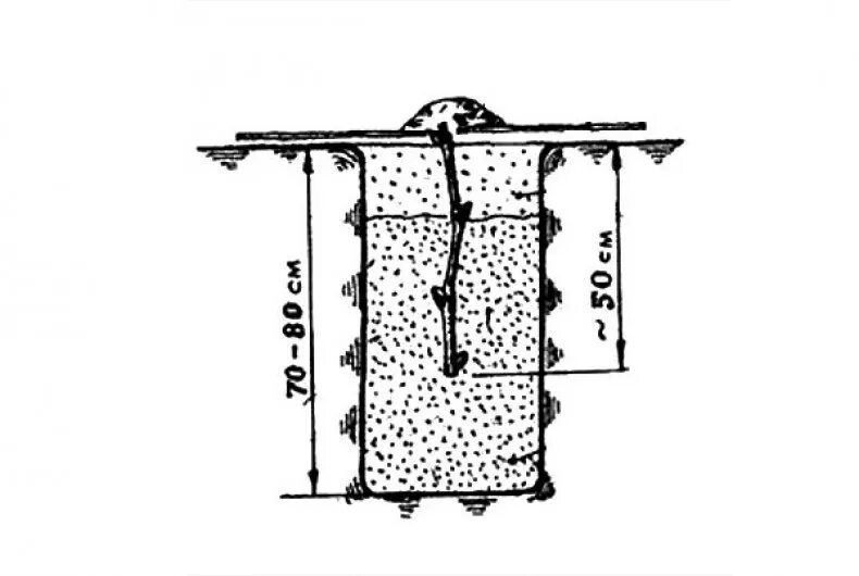 Посадка черенков винограда осенью. Посадка винограда черенками весной в открытый грунт. Посадка черенков винограда весной. Посадка винограда осенью черенками. Как посадить виноград без корня