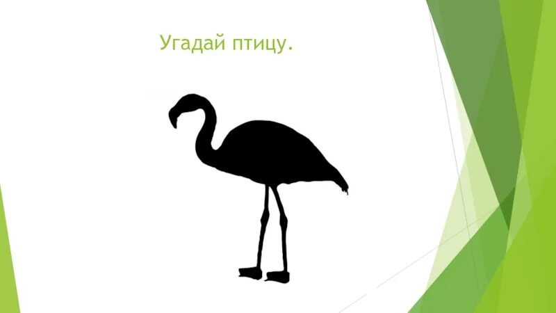 Игра угадай птицу. Угадай птицу по тени. отгадай птицу по силуэту. силуэты птиц угадай. угадайте птиц по силуэтам с ответами.