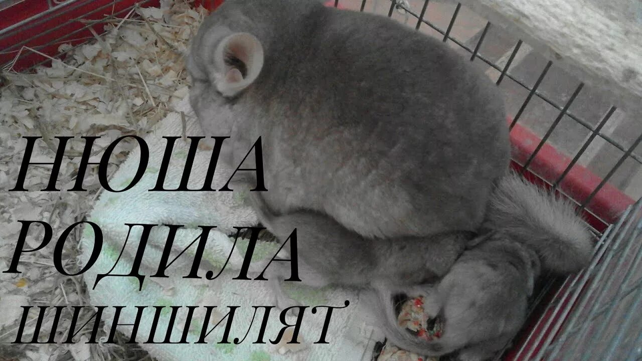 Сколько рожает шиншилла. Шиншилла 1 день.