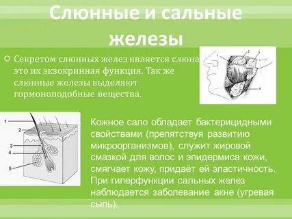 Секрет желез