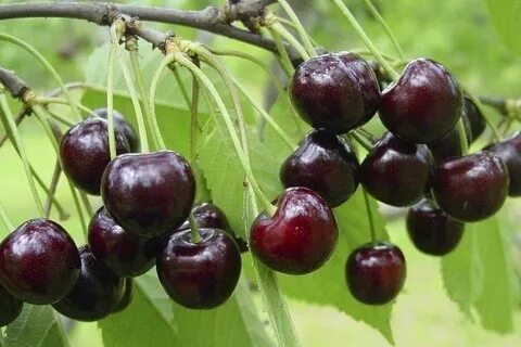 Вишня для подмосковья лучшие сорта устойчивые