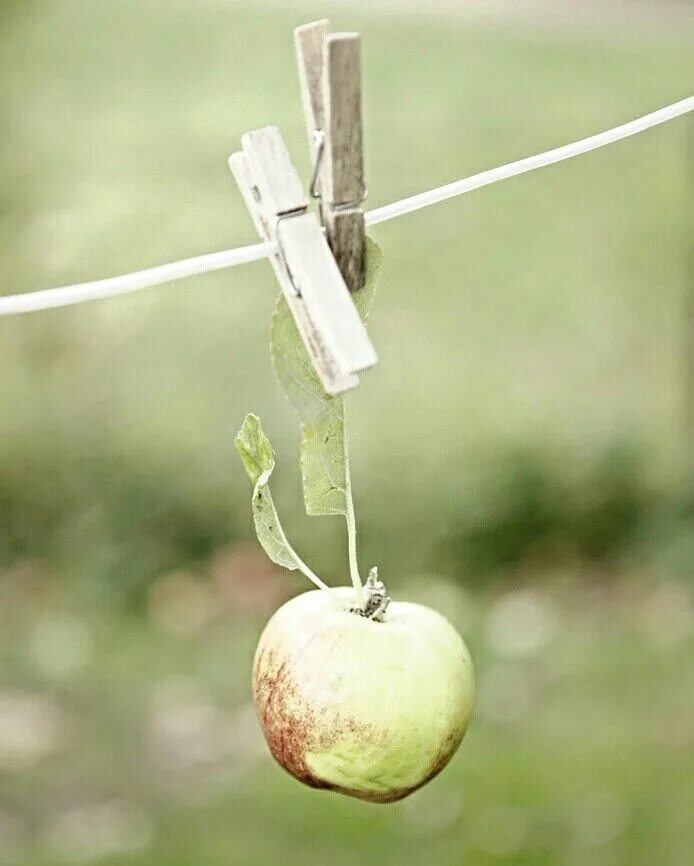 Яблоки не падают никогда отзывы. Яблоко. Падающее яблоко. Падение яблока. Яблочки в саду.