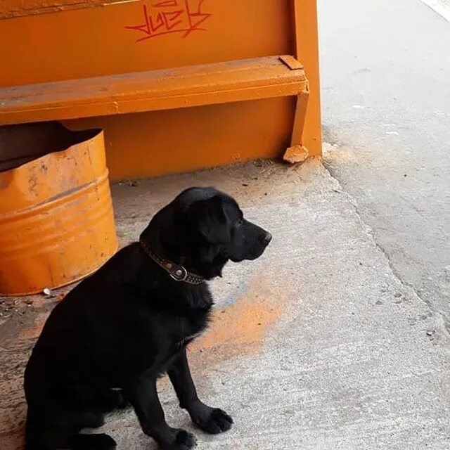 день стольника в приюте. приют для собак зимой. помощь бездомным животным ковров хочу. объявления о помощи животным. день стольника.