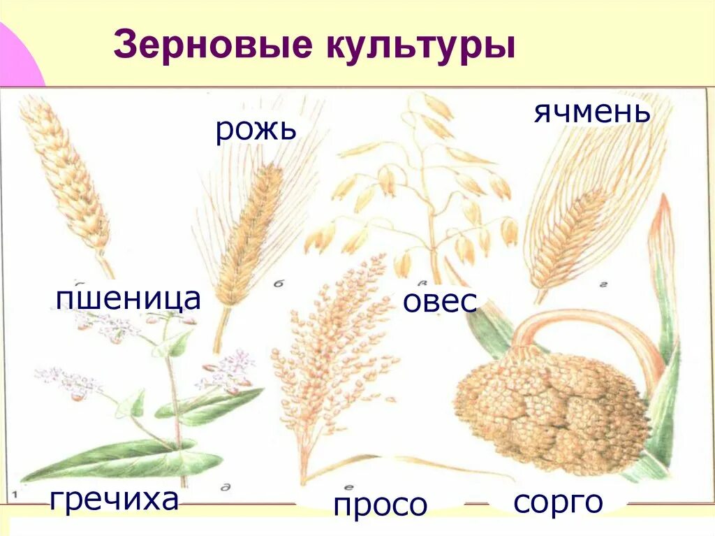 Яровой злак 4 буквы сканворд. Пшеница ,рис, рожь,сорго,просо,овес,ячмень. Злаковые культуры для дошкольников. Зерновые культуры для дошкольников. Злаковые растения рисунок.