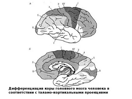Возбуждение коры головного