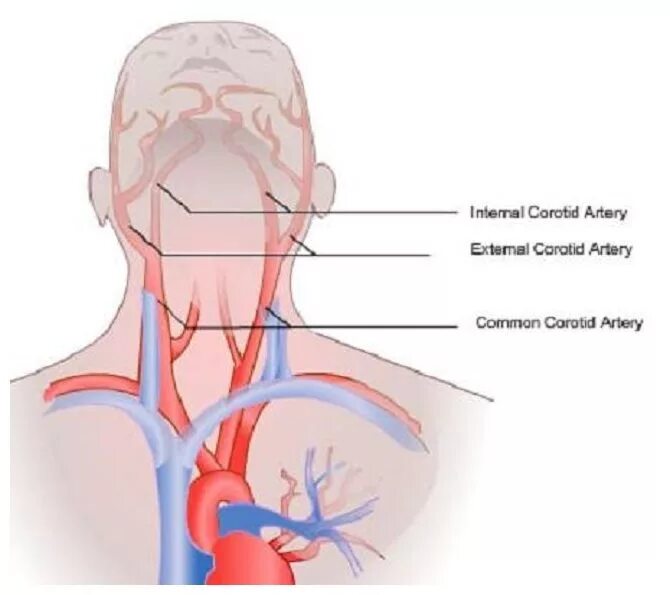 Правая и левая сонные артерии. Сонная артерия и яремная Вена. Сонная артерия анатомия человека. Правая общая Сонная артерия наружная. Где находится сонная артерия у женщин