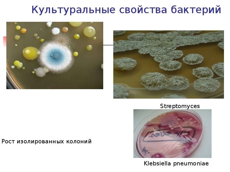 Бактерии 7 класс биология таблица. Каковы основные свойства микроорганизмов. Каковы особенности строения бактериальной клетки кратко. Свойства микроорганизмов. Характеристика бактерий 9 класс биология.