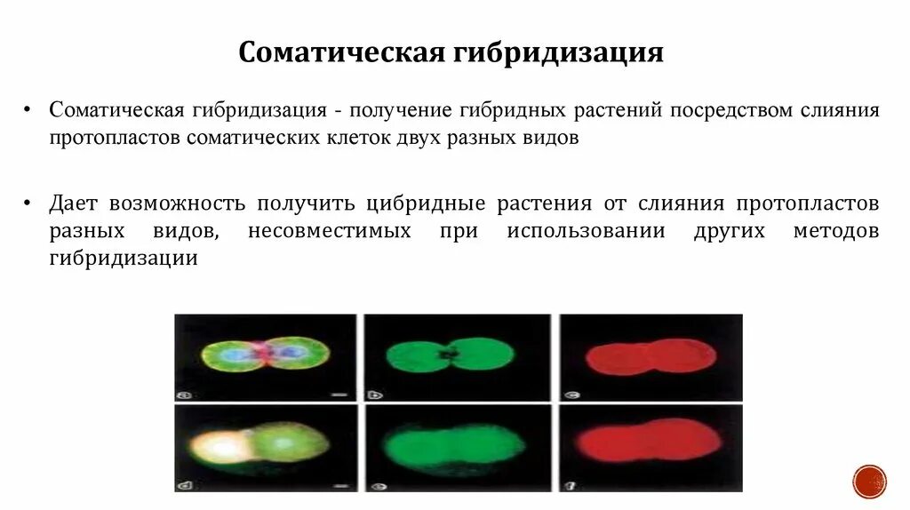 Отдалённая гибридизация растений. Процесс гибридизации растений. Метод гибридизации микроорганизмов. Гибридизация презентация.