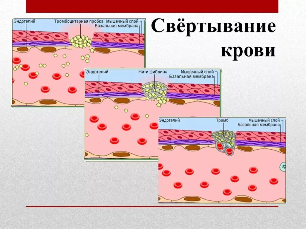 Процесс свертывания эритроцитов. Процесс свертывания эритроцитов