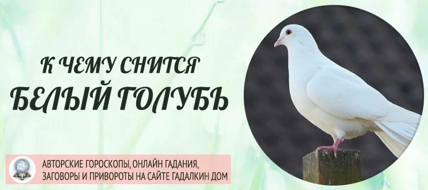 К чему снится голубь во сне женщине