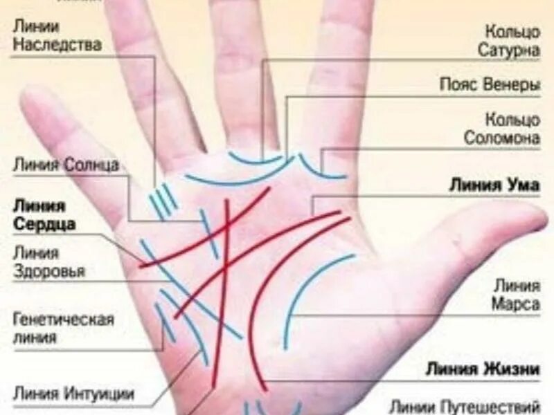 Линия жизни на руке значение у женщин. Хиромантия линия пояс Венеры. Венерин пояс хиромантия. Линии на руке. Пояс Венеры на руке.