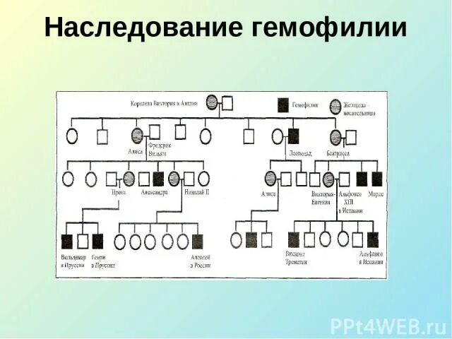 Генеалогический метод гемофилия. Гемофилия родословная. Генеалогический метод наследование гемофилии. Родословная генетика с гемофилией. Родословная гемофилии